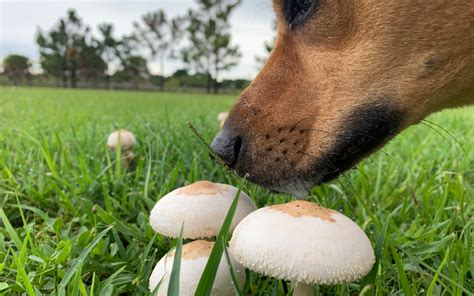 Are Mushrooms Toxic For Dogs